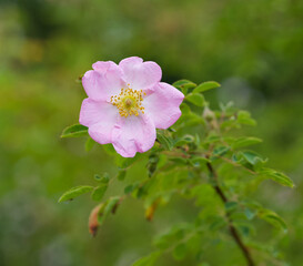 Beautiful close-up of rosa fedtschenkoana