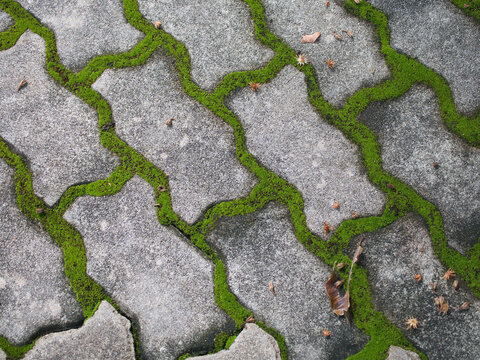 Moss growing along the sidewalk grooves