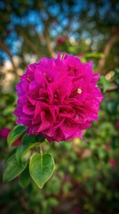 Fototapeta premium Vibrant Magenta Bougainvillea Flower Close Up Shot in a Garden