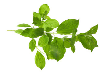 One branch with green leaves isolated on white