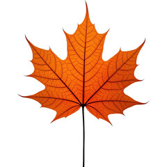 maple leaves isolated on white