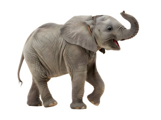 Obraz premium A baby elephant is running 