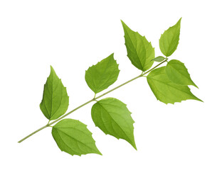Fototapeta premium Branch with green leaves isolated on white
