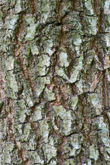 Beautiful close-up of the bark of quercus frainetto