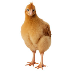 Chicken isolate on white background. Selective focus. nature.