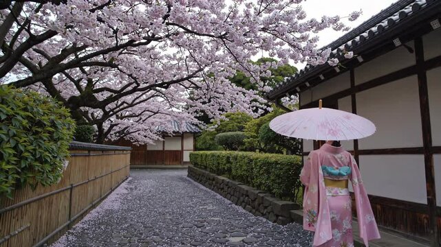 Traditional japanese woman wearing a pink kimono and holding a parasol walks along a path covered with fallen cherry blossom petals in a serene kyoto garden