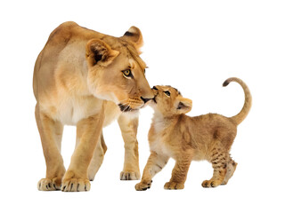 Obraz premium A mother lion looking to her baby