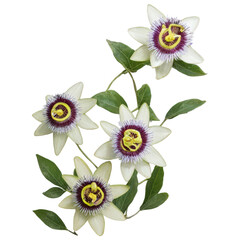 Passion flower isolate on white background. Selective focus. nature.