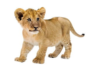 A brown colour baby lion isolated on white background 