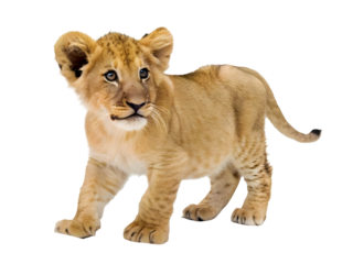 A brown colour baby lion isolated on white background 