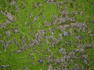 Moss on the cement block sidewalk	