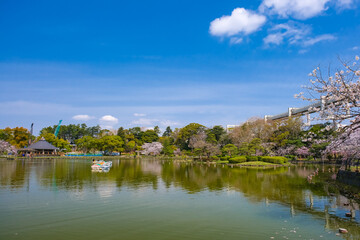 千葉市 春の千葉公園