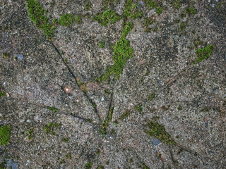 Footpath with a wooden stem pattern