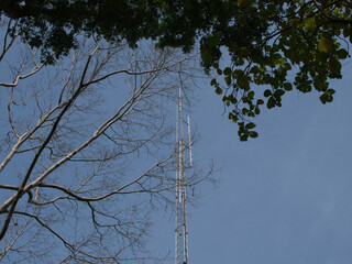 Radio tower in the forest