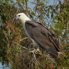 White-bellied sea eagle in Northern Territory, Australia 
