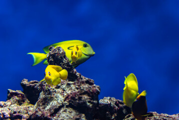 Obraz premium 黄色い熱帯魚