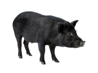 The black wild boar isolated on white background 