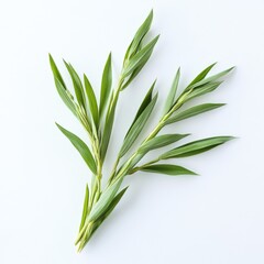 Fototapeta premium Fresh, vibrant herb sprigs