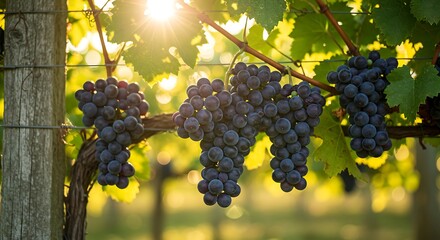 Fototapeta premium Vineyard Grapes in Sunny Harvest Season Ripe Dark Grapes on Vineyard Branch in Warm Sunlight for Wine Making and Food Photography