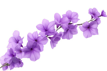 Isolated Purple Petunia Flowers Branch