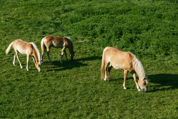 Hafliner horses in Austria