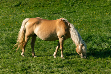 Hafliner horses in Austria