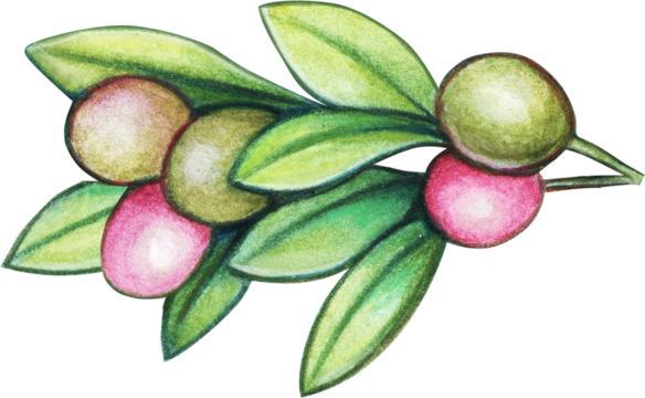 Watercolor hand drawn mediterranean olives and lemnons