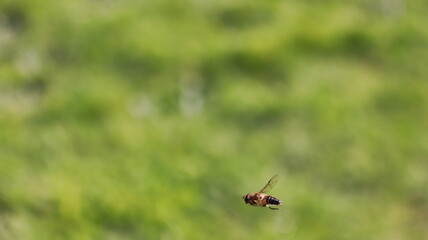 Drone Fly (Eristalis tenax) in flight