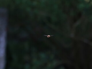Drone Fly (Eristalis tenax) in flight