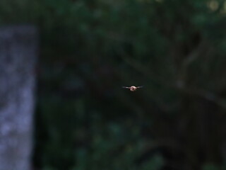 Drone Fly (Eristalis tenax) in flight
