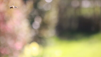 Drone Fly (Eristalis tenax) in flight