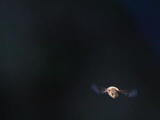 Drone Fly (Eristalis tenax) in flight