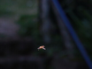 Drone Fly (Eristalis tenax) in flight