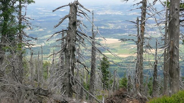 Dead trees. Air pollution. Acid rains.