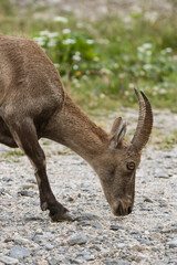 mountain goat in Switzerland