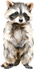 Obraz premium Watercolor painting of a cute and adorable baby raccoon standing up on a white background