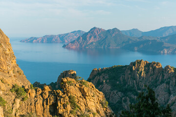 Cedar forest on Corsica, France