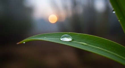 Close-up of a water droplet on a green leaf with a soft blurred background at sunrise
