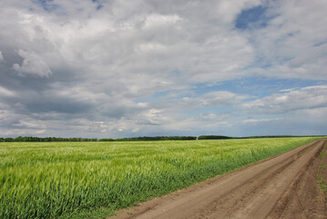 field road and green wheat field under dark dramatic sky. beautiful landscape with a field road