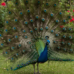 Obraz premium Peacock Display Stunning Feathers Bird Photography