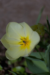 Fototapeta premium A mesmerizing close-up of a yellow flower, its petals glowing under soft light as glistening nectar pools at its center. The vivid hues and delicate details evoke warmth, vitality, and natural eleganc