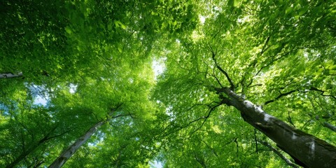 Fototapeta premium Lush Green Canopy of Trees in a Summer ForestSunlight Dappled Through Leaves