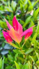 Fototapeta premium beautiful red and green leaves with blur background