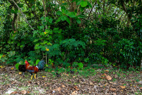 Rooster and chicken at the beach in Cabo Rojo Puerto Rico 