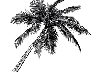 Isolated Black and White Leaning Palm Tree Graphic