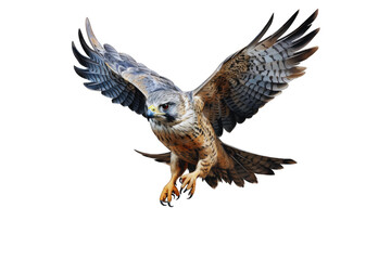 Obraz premium Hawk (JPG 300Dpi 10800x7200)