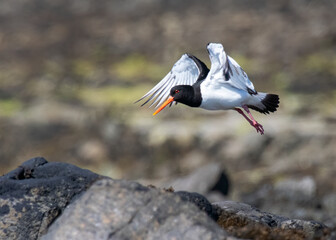 Oystercatcher in flight ready to land on rocky shoreline in Alderney Channel Islands shows wings...