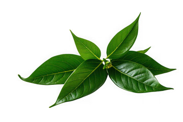 Fototapeta premium Curry Leaves Vegetable Isolated on White Background