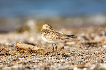 Close-up of the dunlin (Calidris alpina) on a seashore
