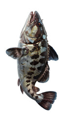 Obraz premium Detailed Closeup of a Spotted Rockfish on Transparent Background Ideal for Design Projects